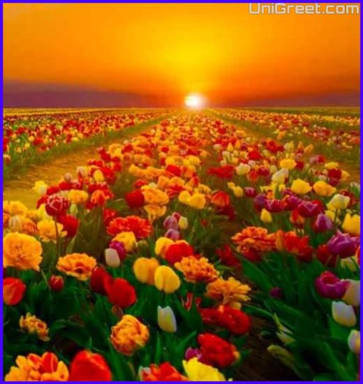 New Attractive Nature Images Pics For Whatsapp Dp Download { Eye Catching Nature Dpz }