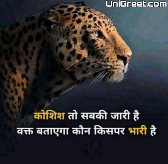 Tiger shayari attitude
