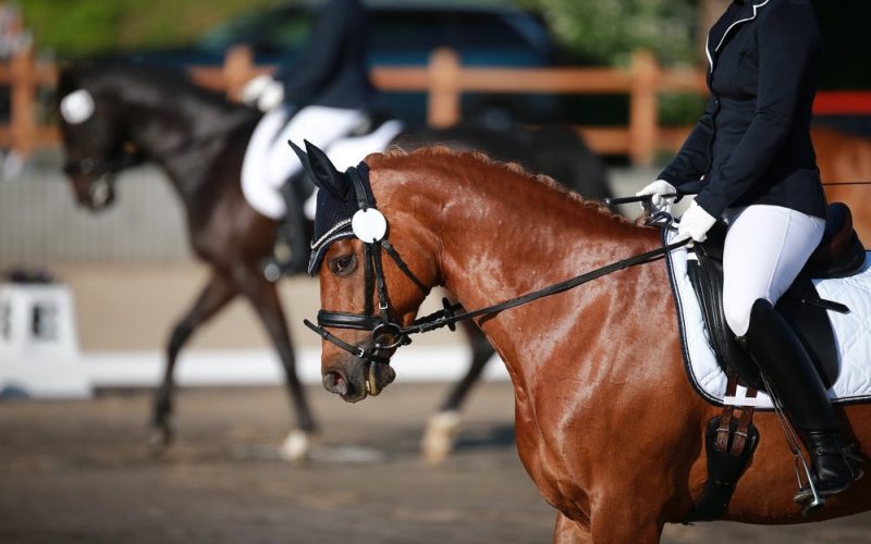 The Best Gear for Comfort and Performance in Equestrian Sports