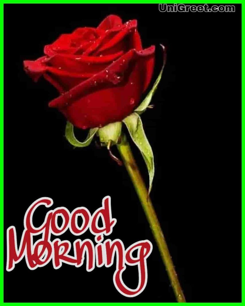 Top 70 Good Morning Rose Flowers Images Pictures Photos Status Pics