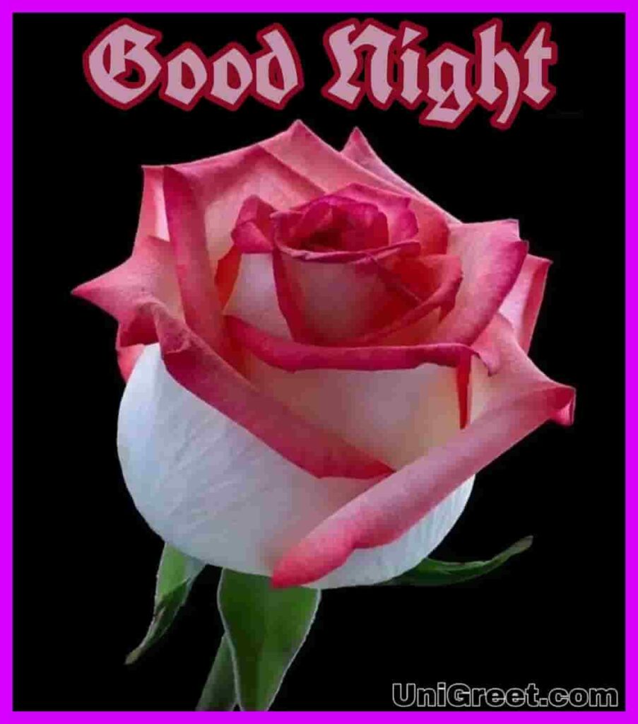 Good Night Rose Images Top 50 Good Night Rose Images Photos Shayari Pics Status Pictures