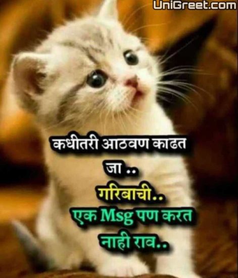 Best Cat Marathi Status Quotes Images With Funny Cat Marathi Jokes Pics