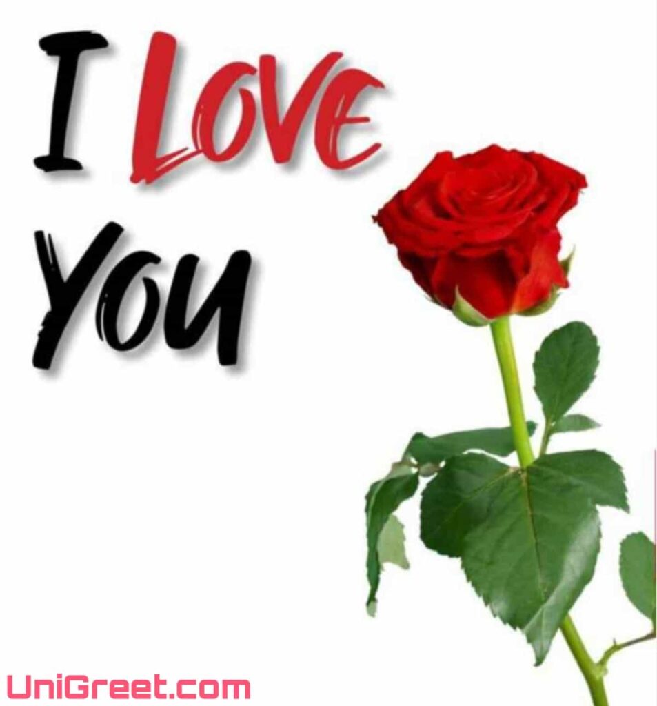 I Love You Images With Roses Beautiful Red rose with I love you
